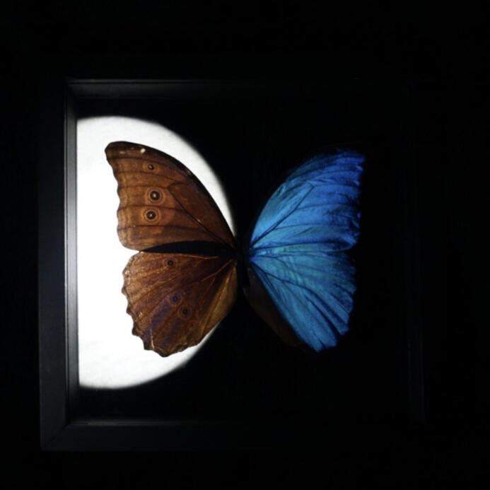 Morpho