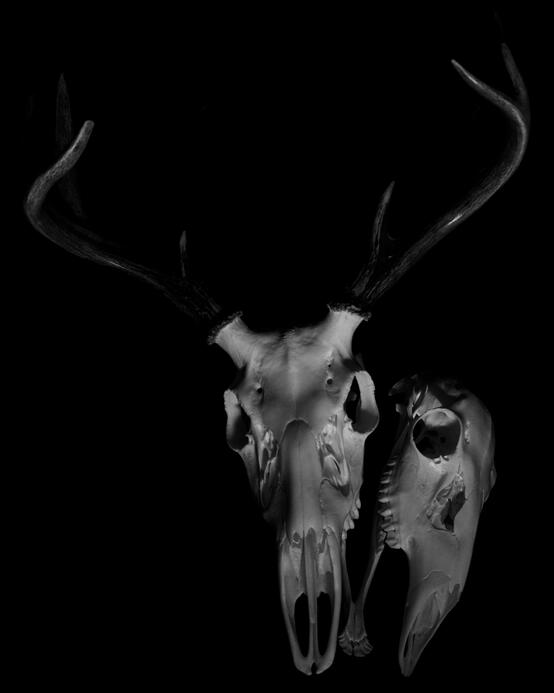 One Jaw